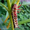 Striped Blue Crow caterpillar