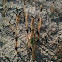 Horsetail shoots (also called Scouring Rush)
