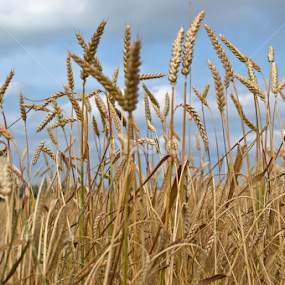 Wheat Ready for the Harvest by Dunstan Vavasour - Landscapes Prairies, Meadows & Fields
