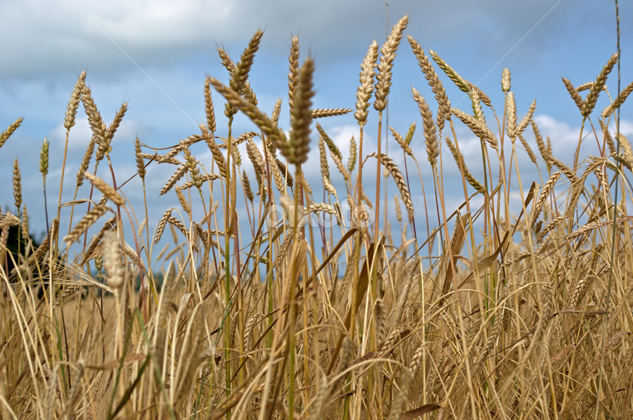 Wheat Ready for the Harvest by Dunstan Vavasour - Landscapes Prairies, Meadows & Fields