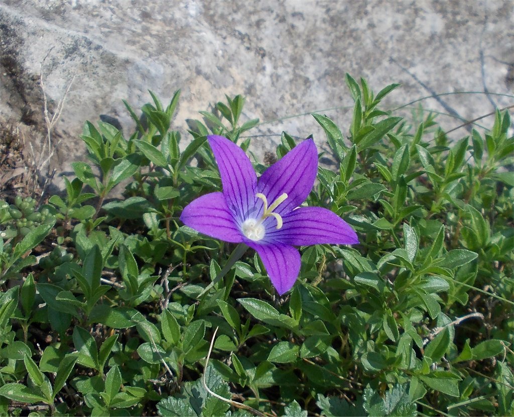 Purple wild Bellflower (καμπανούλα του Χώκινς)