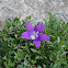 Purple wild Bellflower (καμπανούλα του Χώκινς)