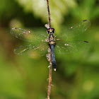 Little Blue Dragonlet Dragonfly