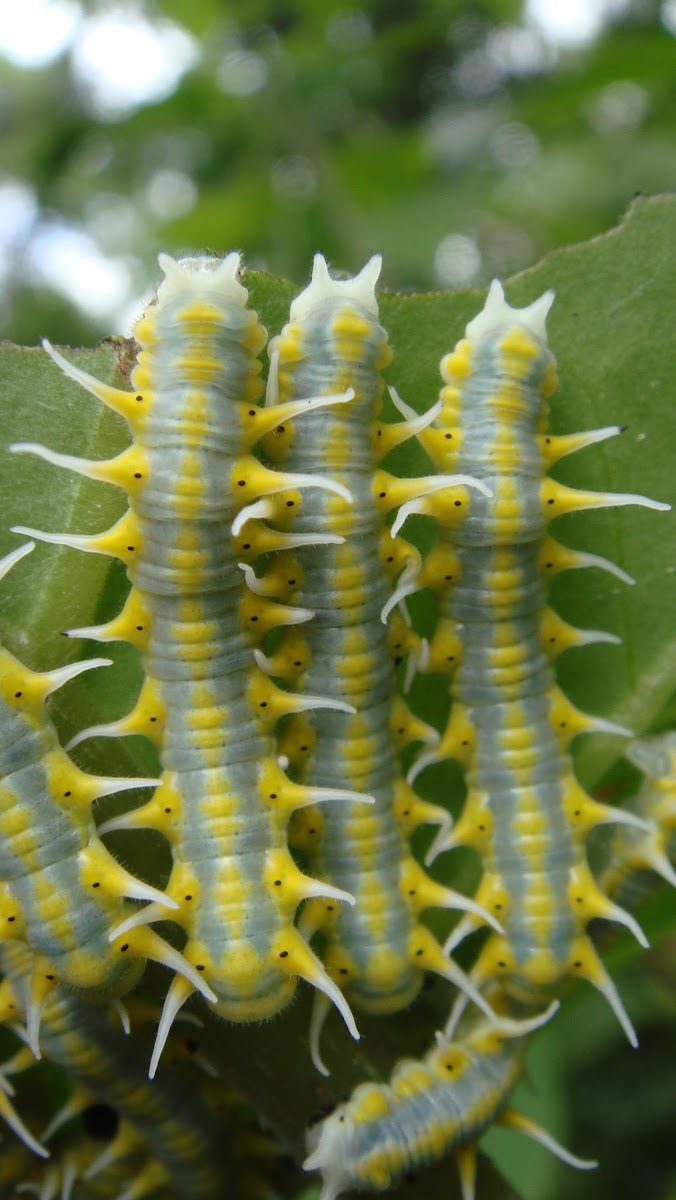 Mechanitis caterpillar