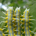 Mechanitis caterpillar