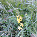 common agrimony / church steeples / sticklewort