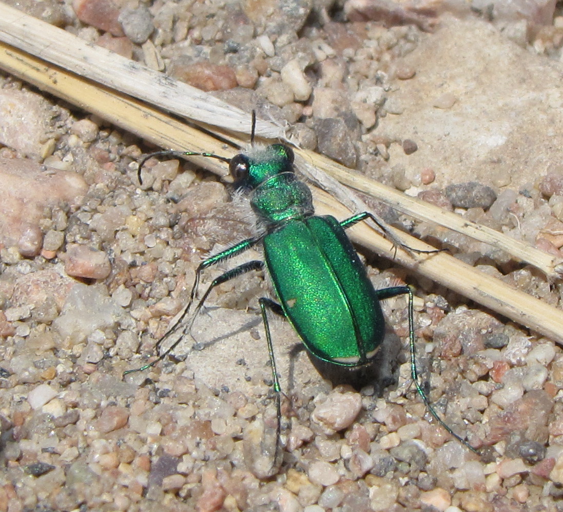 Green Claybank Tiger Beetle