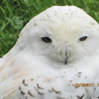 Snowy Owl