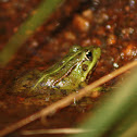 Perez's frog