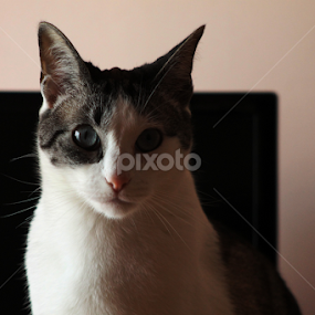 My precious cat  by Sofia Alberto - Animals - Cats Portraits