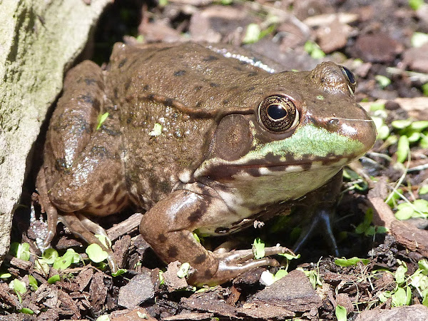 Northern green frog | Project Noah