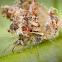 green lacewing larva/aphid lion