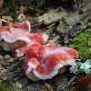 Coral-pink Merulius