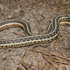 Eastern Garter Snake