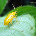 Yellow orchid beetle
