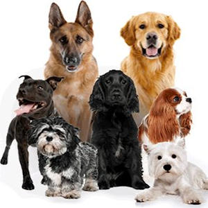 Dog Age Calculator.apk 1.0