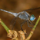 Perchers Dragonfly - Male