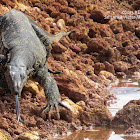 Water Monitor Lizard