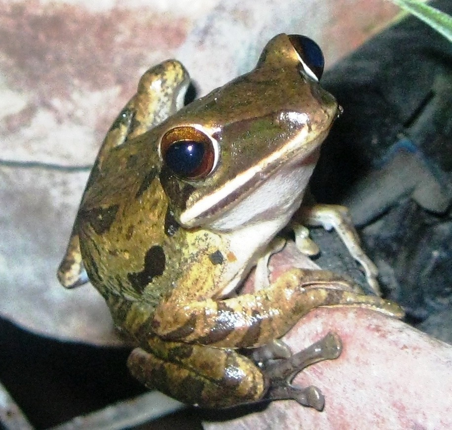 Common Tree frog