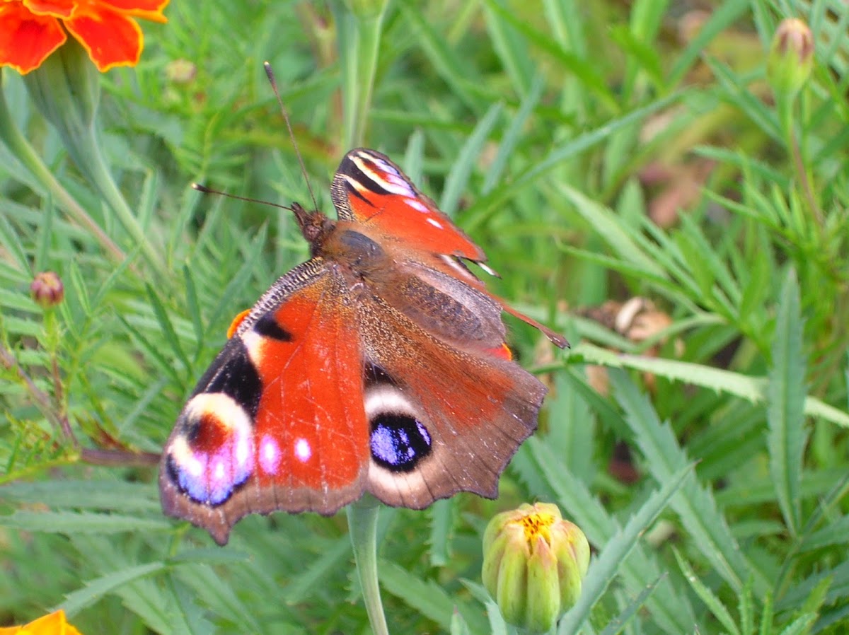 The European Peacock(Peacock butterfly )/ Павлиний глаз(дневной)