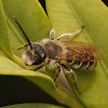 Andrena dorsata