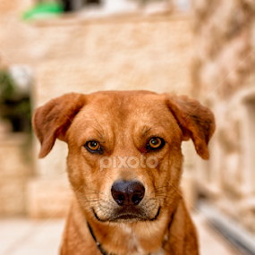 Simba by Robert Namer - Animals - Dogs Portraits