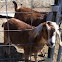 Nubian Dairy Goat