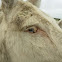 European White Donkey - Weisser Esel