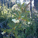White flowered rhododendron