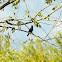 Blue Grosbeak