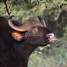Indian Gaur by Nimit Virdi - Animals Other Mammals