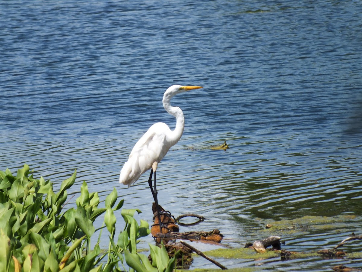 Great Egret