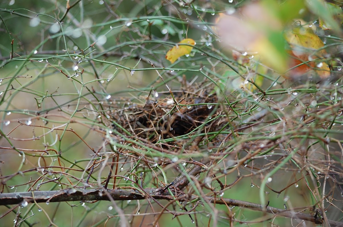 Brown Thrasher nest