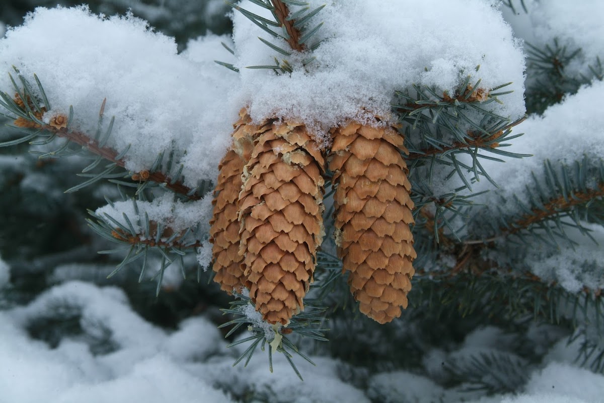 Blue Spruce