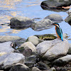 Kingfisher (Martin pescatore)