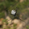 Lobed Argiope spider