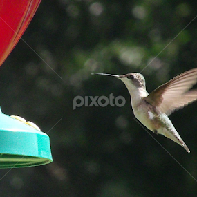 Hummingbird by Dawn Richardson - Animals Birds