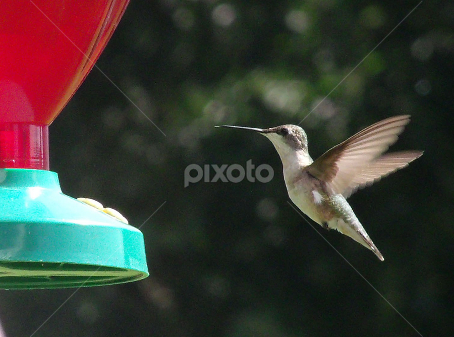 Hummingbird by Dawn Richardson - Animals Birds