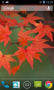 Lastest Maple Leaf Live Wallpaper APK for PC