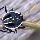Brown Shield Bug nymph