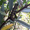 monarch caterpillar