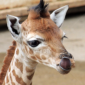 6 day old Kito by Kathryn Willett - Animals Other Mammals