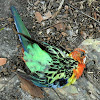 Eastern Rosella