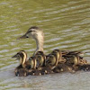 Mottled Duck