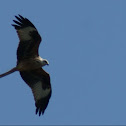 Rode wouw (dutch), Red kite
