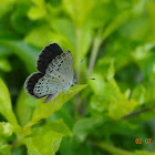 Common Hege Blue