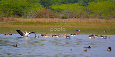 Greylag Goose  by Vikram Dodiya -  