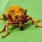 Wattle Pig/Elephant Beetle (Weevil)
