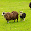 Shetlands' sheep