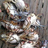 crabs(kasag in philippines)